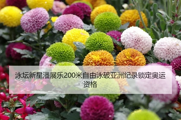 泳坛新星潘展乐200米自由泳破亚洲纪录锁定奥运资格